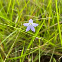 Wahlenbergia marginata (Thunb.) A.DC.